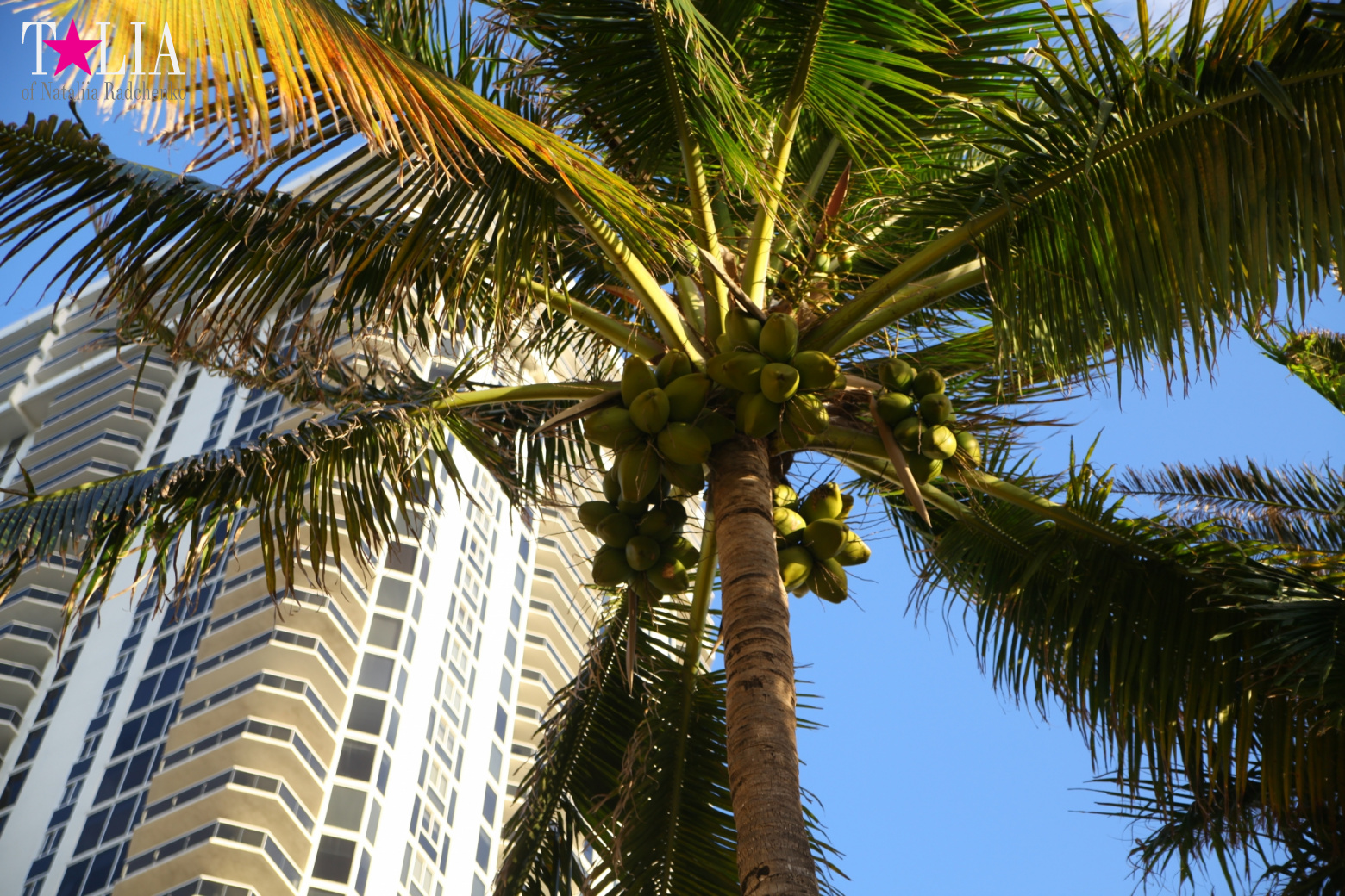 Yachts, Palms, Bay - The promenade of Middle Miami Beach, Collins Avenue